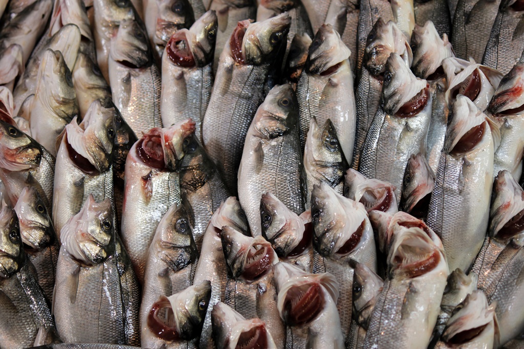 1768223951 SUURUNLERI 7