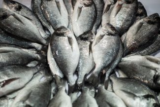 Gilt head bream fishes on the counter at fish market.