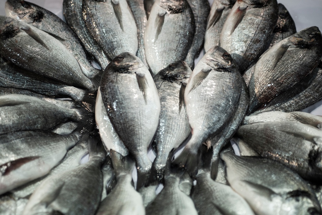 Gilt head bream fishes on the counter at fish market.